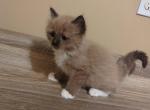 Seal Mink Male - Ragdoll Cat For Sale - Minerva&comma; OH&comma; US