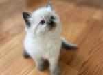 Ragdoll male kitten purple collar 2 - Ragdoll Cat For Sale - Boston&comma; MA&comma; US