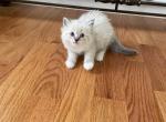 Male Ragdoll kitten brown collar 2 - Ragdoll Cat For Sale - Boston&comma; MA&comma; US