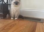 Male Ragdoll kitten yellow collar 3 - Ragdoll Cat For Sale - Boston&comma; MA&comma; US