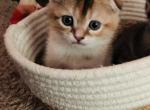 May - Scottish Fold Cat For Sale - WI&comma; US
