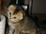 Mary - Scottish Fold Cat For Sale - WI&comma; US