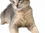 Kiki - Somali Cat For Sale - Staten Island&comma; NY&comma; US