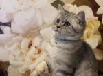 Johnny - British Shorthair Cat For Sale - Philadelphia&comma; PA&comma; US