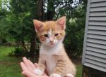 Rascal - Domestic Cat For Sale - Barto&comma; PA&comma; US