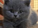 Ron - British Shorthair Cat For Sale - Huntington&comma; NY&comma; US