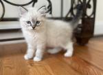 Ragdoll female - Ragdoll Cat For Sale - Boston&comma; MA&comma; US