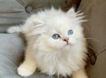 Scottish Straight Blue eyed Kittens - Scottish Straight Cat For Sale - Thornton&comma; CO&comma; US