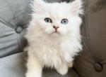 Scottish Straight female kitten - Scottish Straight Cat For Sale - Thornton&comma; CO&comma; US