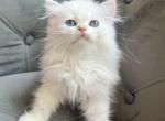 Scottish Straight Male - Scottish Straight Cat For Sale - Thornton&comma; CO&comma; US