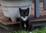 Midnight - Domestic Cat For Sale - Reading&comma; PA&comma; US