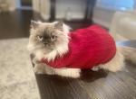 Aki - Himalayan Cat For Sale - Farmington&comma; MI&comma; US