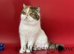 Bianca - Exotic Cat For Sale - Yucca Valley&comma; CA&comma; US