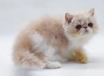 Simone - Persian Cat For Sale - Hollywood&comma; FL&comma; US