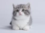Laffi - Munchkin Cat For Sale - Hollywood&comma; FL&comma; US