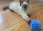 Female Ragdoll 1 - Ragdoll Cat For Sale - Boston&comma; MA&comma; US