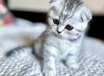 Barbara snow leopard scottysh fold silver tabby - Scottish Fold Cat For Sale - CA&comma; US