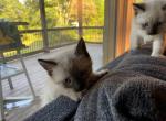 Green Bean - Siamese Cat For Sale - Winder&comma; GA&comma; US