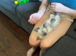 Macaroni - Siamese Cat For Sale - Winder&comma; GA&comma; US