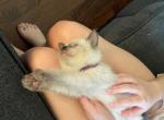 Purple Rain - Siamese Cat For Sale - Winder&comma; GA&comma; US