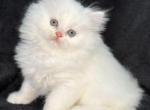 Cassian - Persian Cat For Sale - Callahan&comma; FL&comma; US