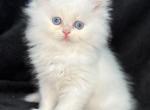 Gus - Persian Cat For Sale - Callahan&comma; FL&comma; US