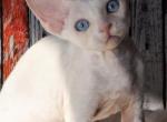 Alfredo - Devon Rex Cat For Sale - Brooklyn&comma; NY&comma; US