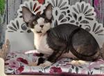 Maya - Devon Rex Cat For Sale - Brooklyn&comma; NY&comma; US
