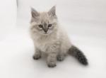 Callie - Siberian Cat For Sale - North Port&comma; FL&comma; US
