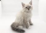 Riley - Siberian Cat For Sale - North Port&comma; FL&comma; US