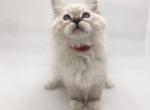 Felix - Siberian Cat For Sale - North Port&comma; FL&comma; US