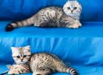 Snow leopards Michaila & Tia silver tabby girls - Scottish Fold Cat For Sale - CA&comma; US