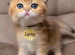Larry golden ticked chinchilla scottish fold boy - Scottish Fold Kitten For Sale - CA&comma; US