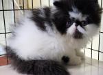 Wish and Paton - Persian Cat For Sale - Saylorsburg&comma; PA&comma; US