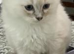 Boots - Ragdoll Cat For Adoption - Kearneysville&comma; WV&comma; US