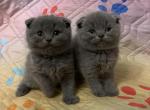 The boys - Scottish Fold Cat For Sale - Fort Wayne&comma; IN&comma; US