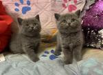 Blueberries - British Shorthair Cat For Sale - Fort Wayne&comma; IN&comma; US