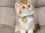 Lucien golden ticked chinchilla scottish straight - Scottish Straight Cat For Sale - CA&comma; US