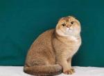 Available Sultans golden ticked scottish fold male - Scottish Fold Cat For Sale - CA&comma; US