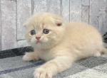 Located in Los Angeles scottish fold baby boy - Scottish Fold Cat For Sale - Los Angeles&comma; CA&comma; US