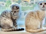 White and Grey Tiger Striped Scottish Fold - Scottish Fold Cat For Sale - Los Angeles&comma; CA&comma; US
