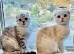 Cream and Cinnamon Scottish Fold - Scottish Fold Cat For Sale - Los Angeles&comma; CA&comma; US