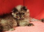 Nadine - Scottish Fold Cat For Sale - Grand Rapids&comma; MI&comma; US
