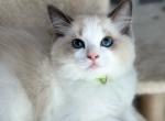 Pearl Green - Ragdoll Cat For Sale - NC&comma; US