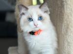 Pearl Orange - Ragdoll Cat For Sale - NC&comma; US