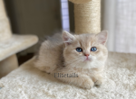 British shorthaired Blue Gold male kitten - British Shorthair Cat For Sale - Thornton&comma; CO&comma; US