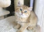 British shorthaired golden male kitten - British Shorthair Cat For Sale - Thornton&comma; CO&comma; US