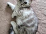 Bella - Scottish Straight Cat For Sale - Holland&comma; PA&comma; US