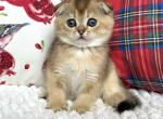 Cooper - Scottish Fold Cat For Sale - Hollywood&comma; FL&comma; US