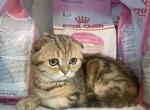 Quentin - Scottish Fold Cat For Sale - Hollywood&comma; FL&comma; US
